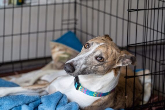 purebred whippet dog with multicoloured collar lying in a training crate