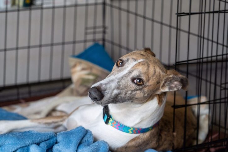 purebred whippet dog with multicoloured collar lying in a training crate