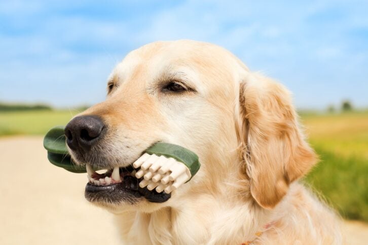 Dog is holding a Teeth Cleaner, Puppy Dog Toothbrush. Product for the dental care of pets