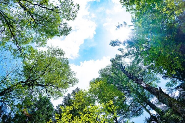 Looking up at the sky and the forest, the light of the sun