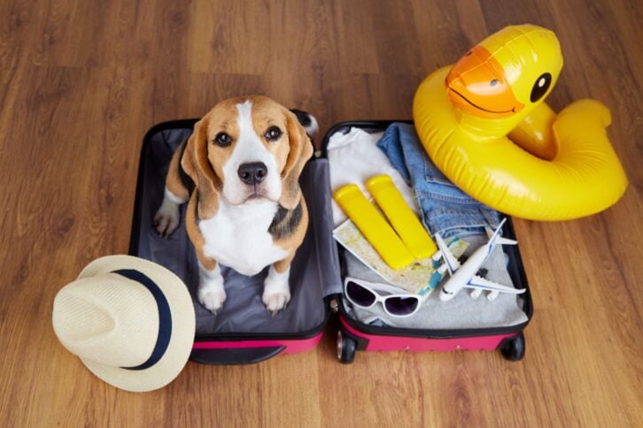 A beagle dog in in a suitcase with things and accessories for summer holidays. Top view.
