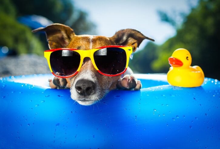dog on  blue air mattress  in water refreshing
