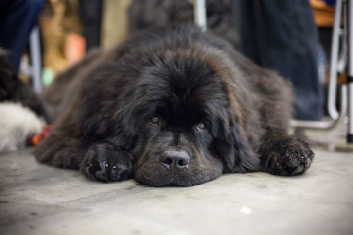 Newfoundland