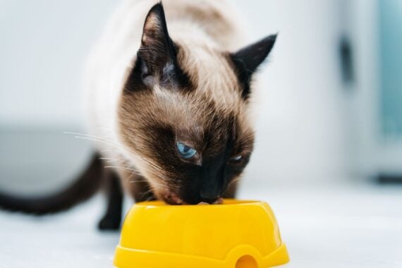 cat eating pet food