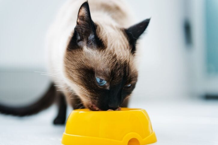 cat eating pet food