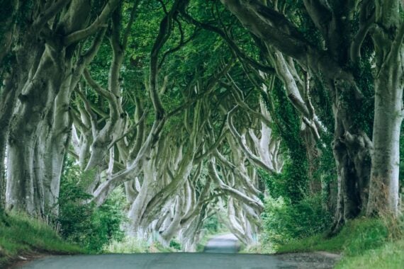 Dark Hedges, County Antrim, Northern Ireland