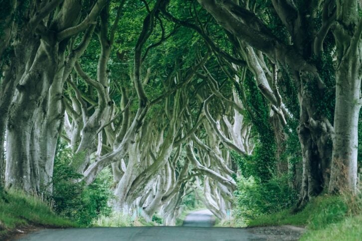 Dark Hedges, County Antrim, Northern Ireland