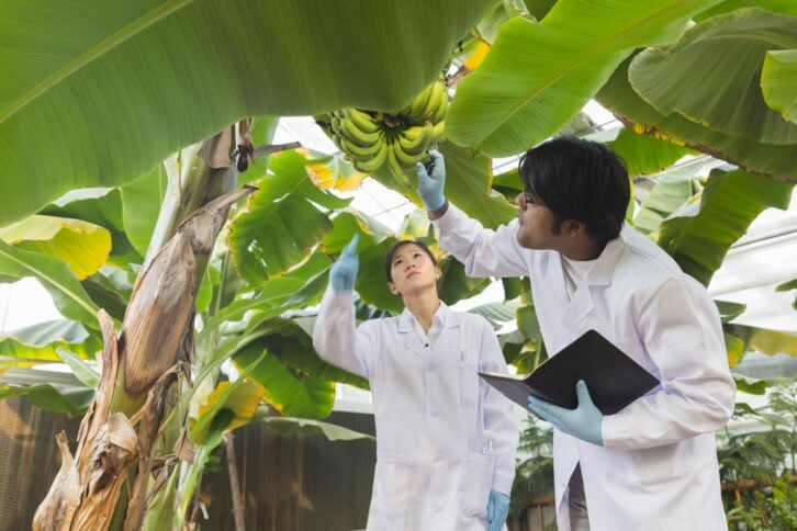 asian scientist in protective gear examining banana tree  in greenhouse, hong kong china.
