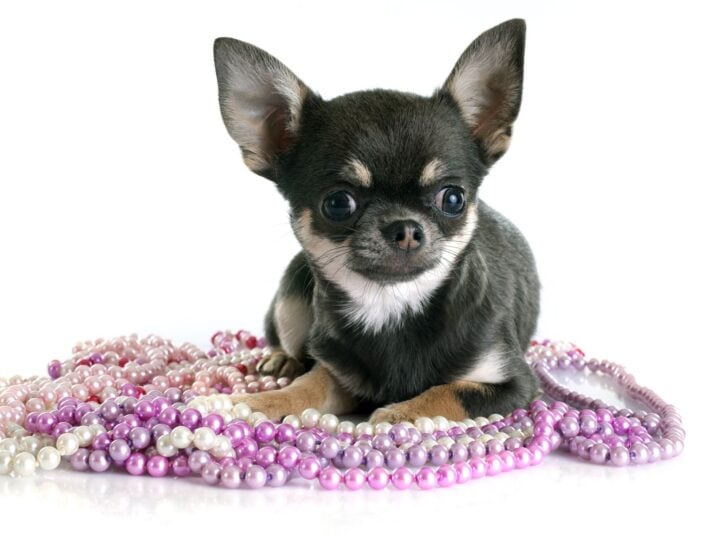 puppy chihuahua in front of white background
