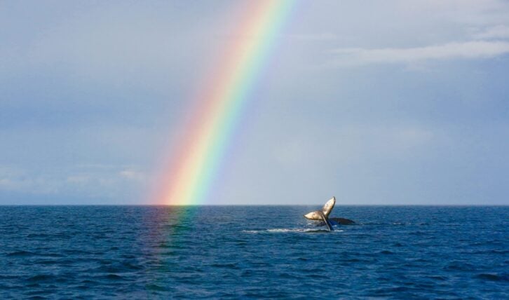 Humpback whale "Big Mama" with calf in Juan de Fuca strait