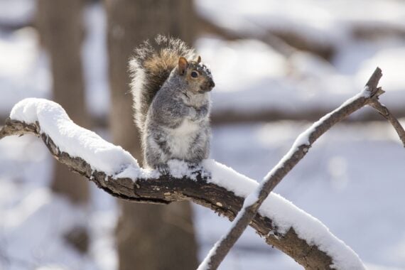 American grey Squirrel in winter