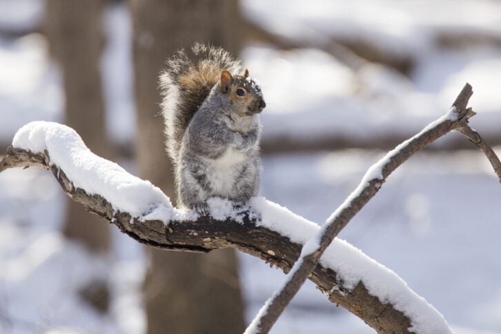 American grey Squirrel in winter