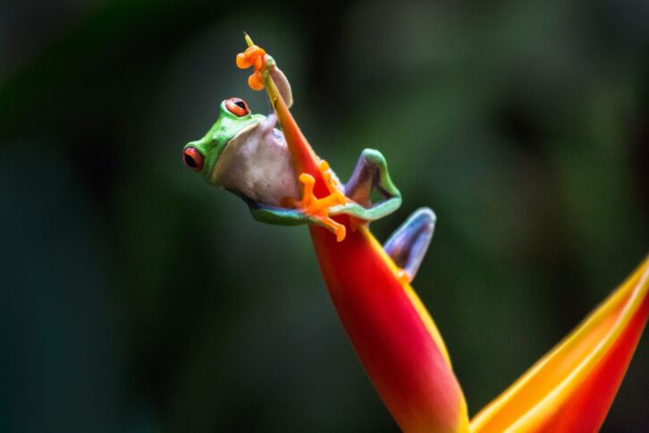 Red-eyed tree frog climbing a red leave