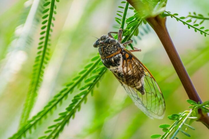 Cicada insect. Cicada standing on a branch. Cicada Macro.