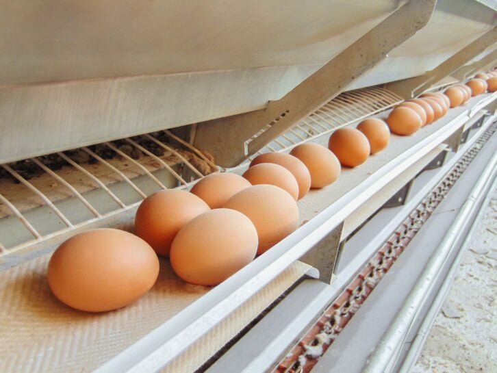 Stopped conveyor production line of chicken eggs of a poultry farm. Limited depth of field.