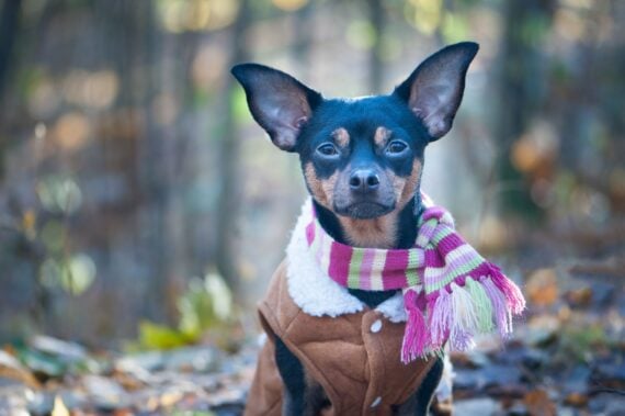 A dog, a toy terrier, a stylishly dressed little dog in sheepskin coat
