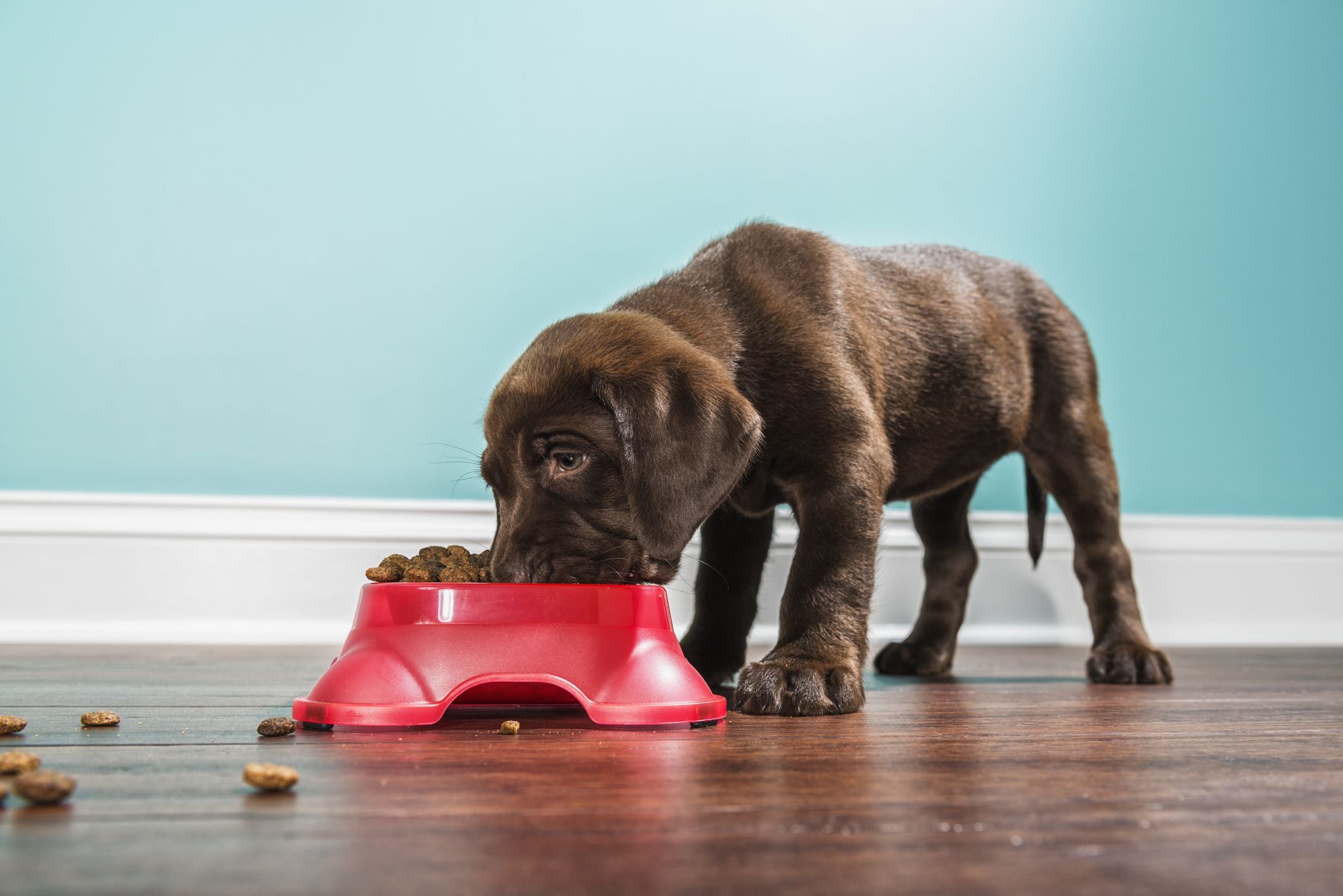 The Best Costco Dog Food You Can Buy Your Pups in 2023