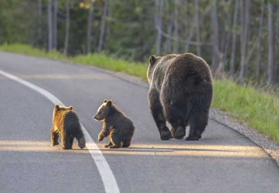 A family of Grizzly Bear stroll down a main road in Grand Teton National Park, Wyoming