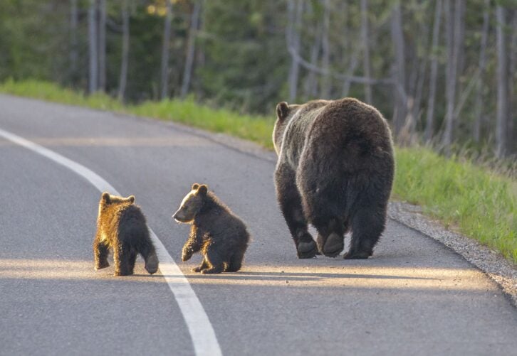A family of Grizzly Bear stroll down a main road in Grand Teton National Park, Wyoming