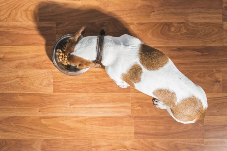overhead view of a Dachshund eating indoors