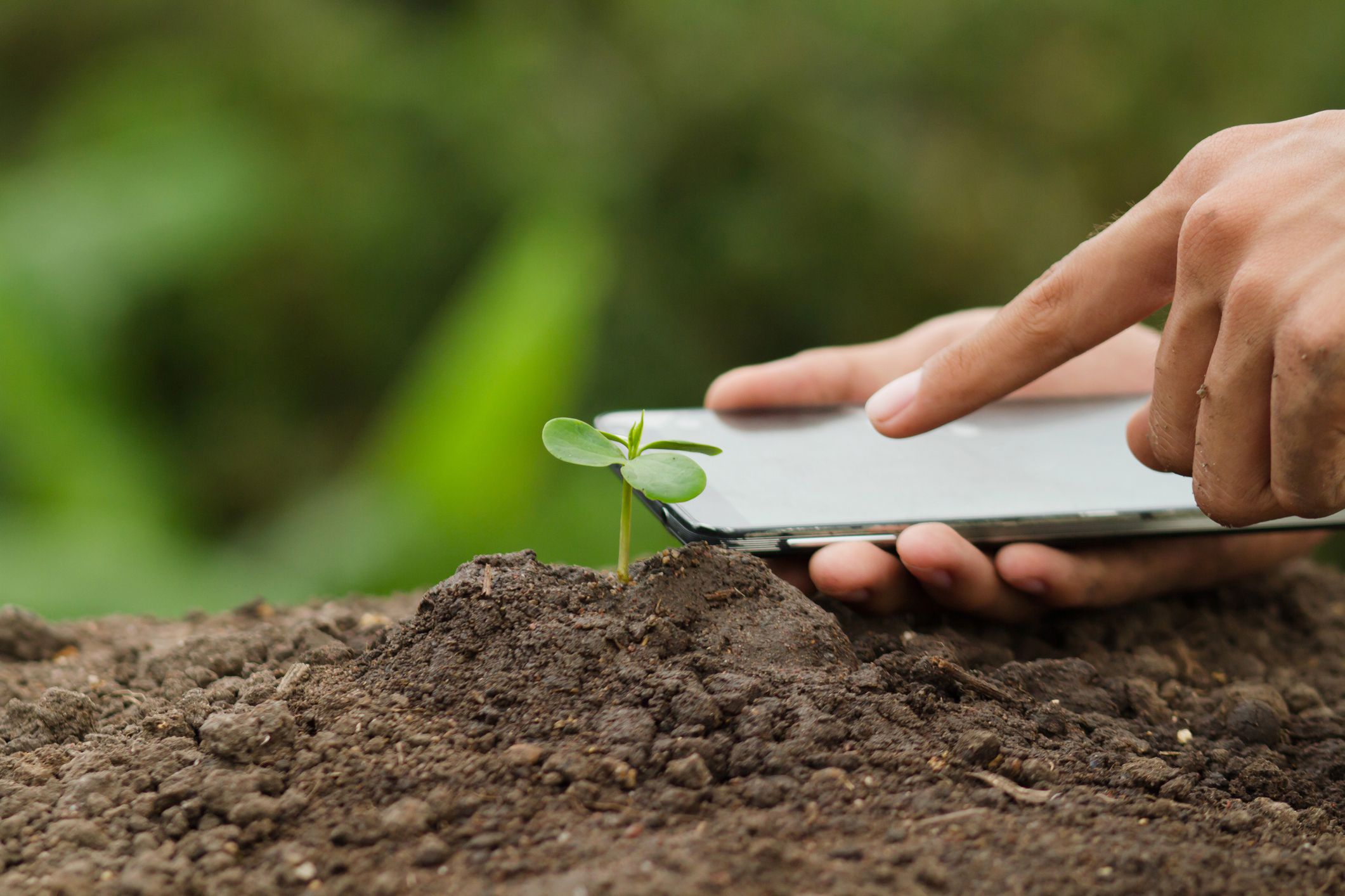 mobile phone in hand next to plant sprout