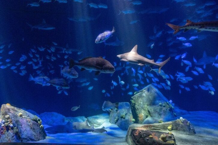 New York Aquarium, Brooklyn