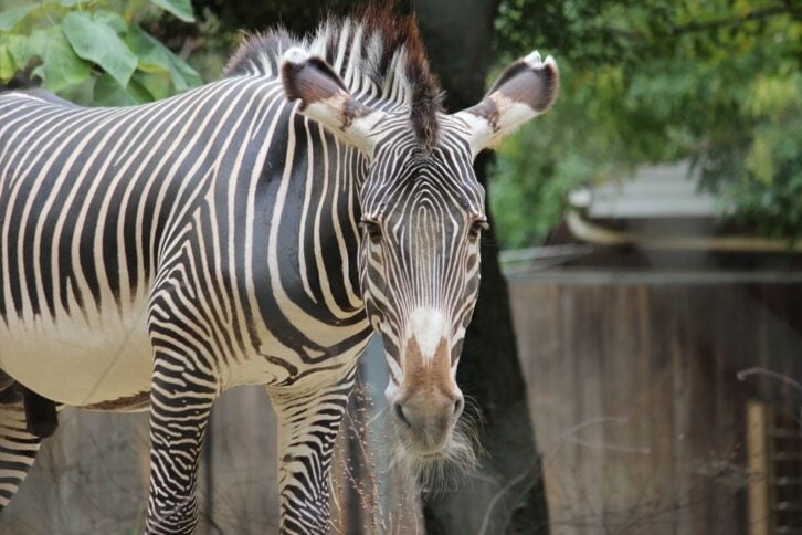Smithsonian's National Zoo, Washington, D.C.