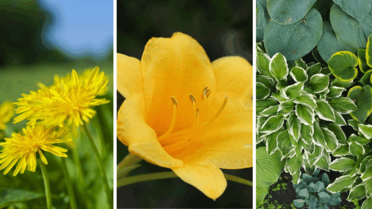 Dandelions and Other Plants You Can Eat
