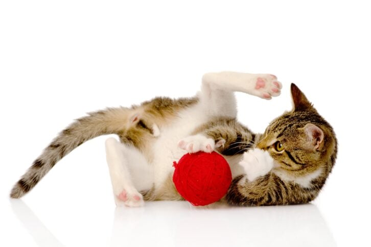 cat playing with a ball