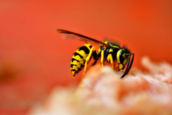 Wasp
