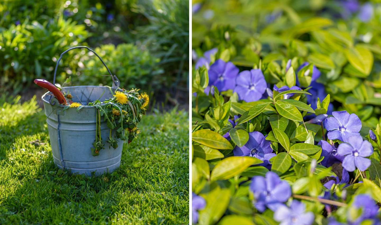 Destroy Flower 15 Plants That Will Destroy Your Garden and How to Remove Them