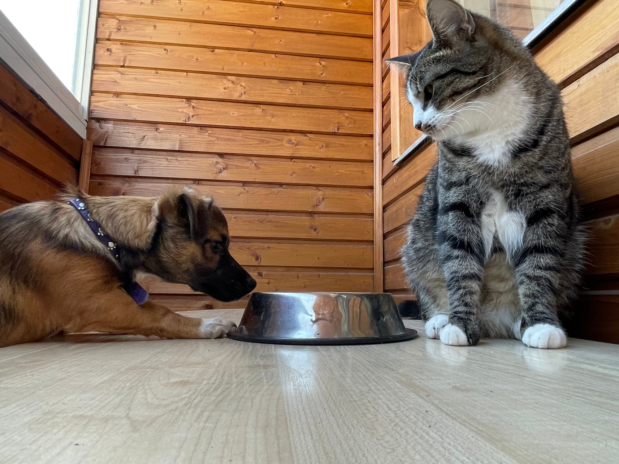 A small brown dog sniffs a metal food bowl on a wooden floor while a large tabby cat with white paws sits nearby, watching the dog intently. Wooden walls and natural light fill the cozy room.