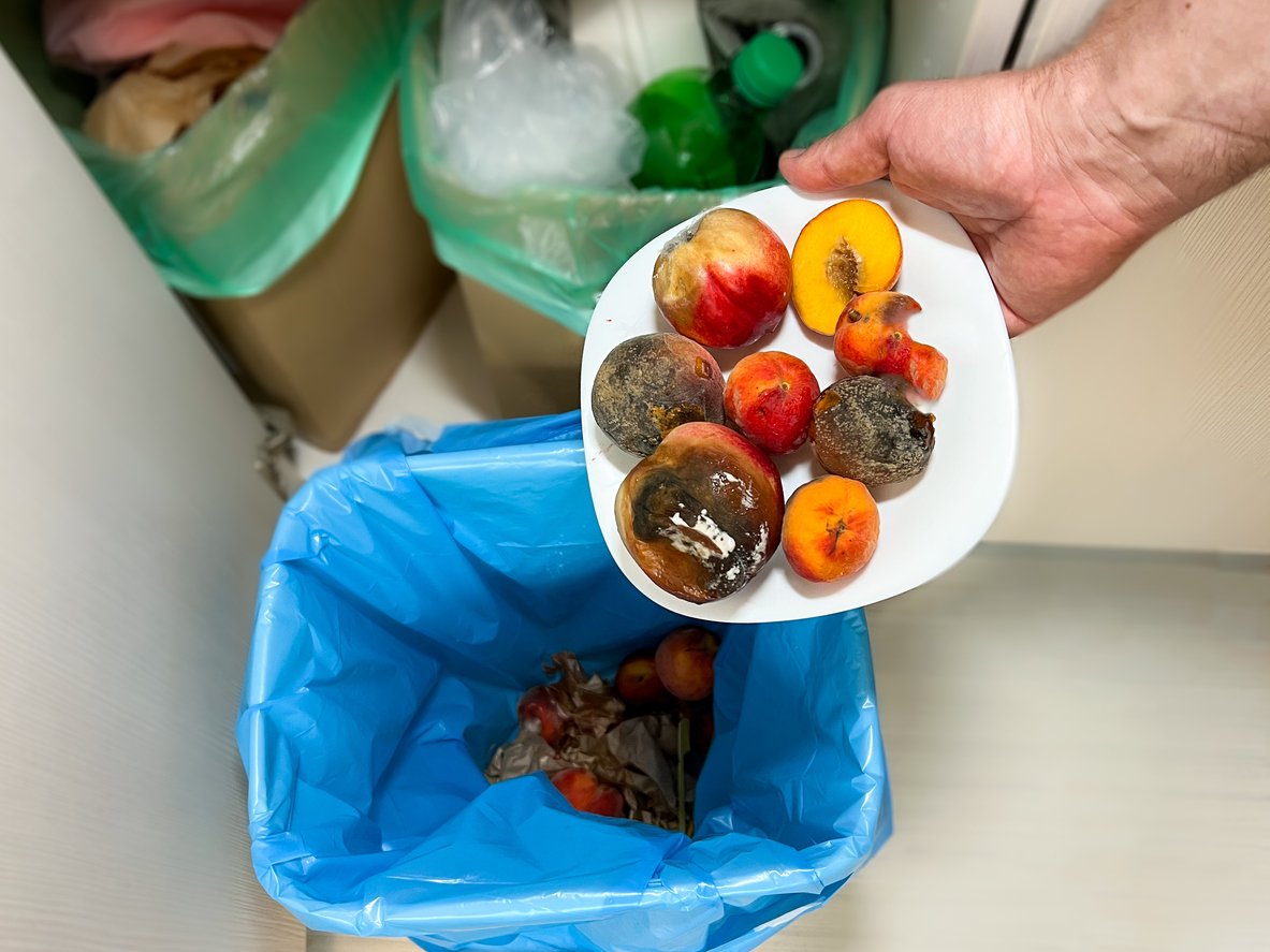 A hand holds a white plate with several rotten and moldy peaches over a trash can lined with a blue bag, preparing to throw the spoiled fruit away.