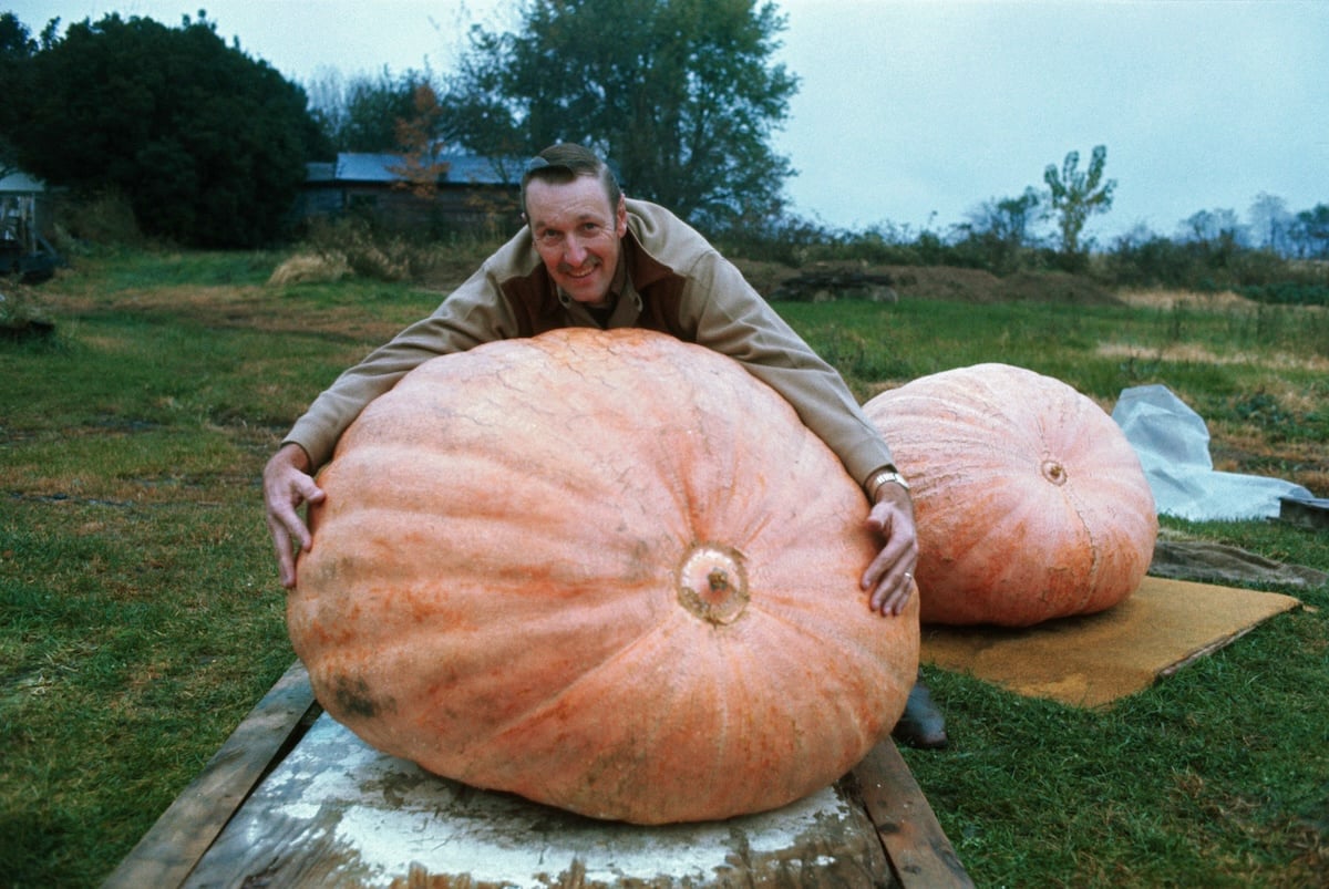 A man smiles as he hugs a giant pumpkin on a wooden pallet outdoors, evoking the warmth of vintage Thanksgiving photos, with another large pumpkin in the background on a grassy field.