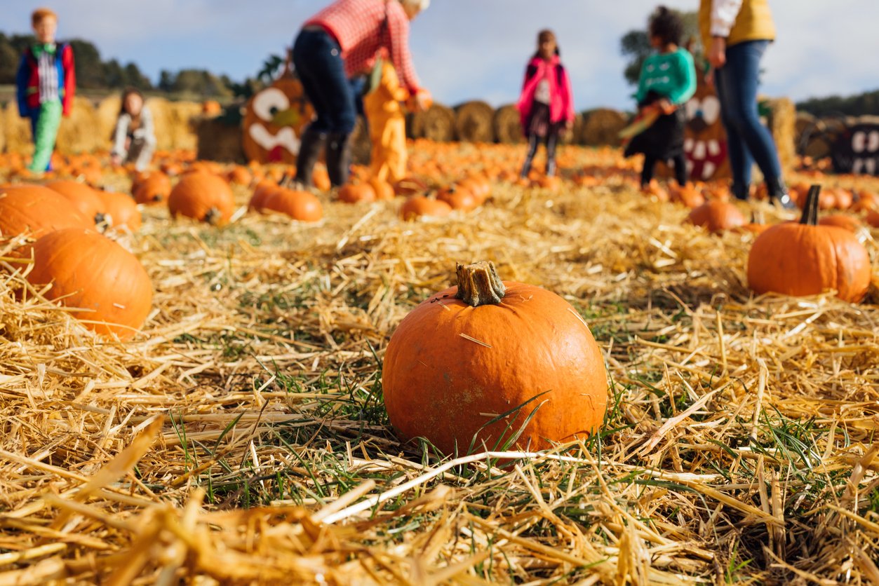 A close-up of a pumpkin in a field covered with straw, with several children and adults in the background picking pumpkins on a sunny day—a scene reminiscent of Thanksgiving Dinner Cost History.