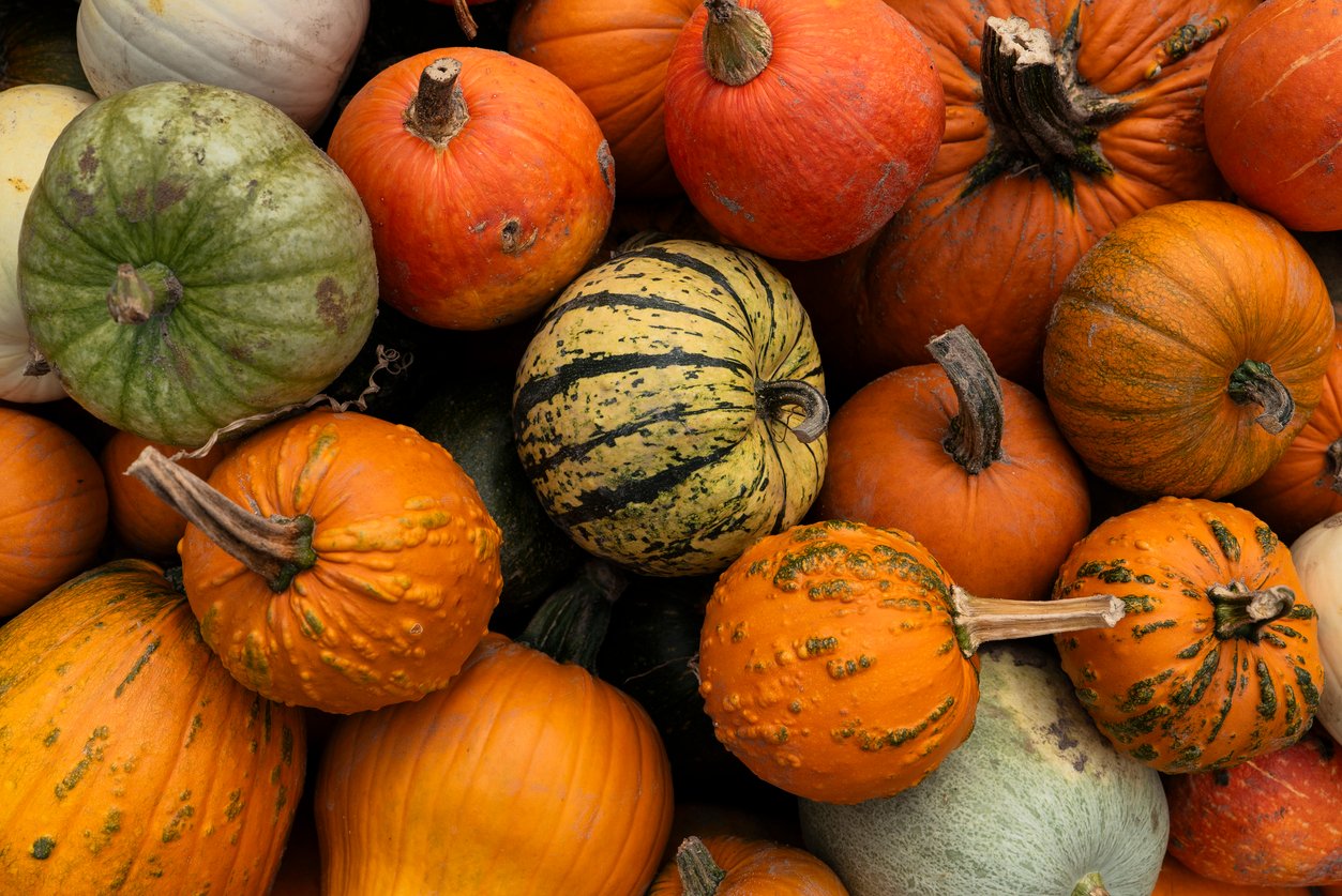 A variety of colorful pumpkins and gourds are piled together, showcasing their shapes and textures in orange, green, yellow, and cream—a vibrant reminder of harvest season and the traditions that influence Thanksgiving dinner cost.