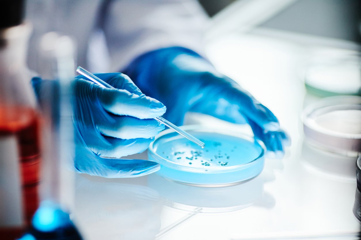 A person wearing blue gloves uses a pipette to transfer or examine samples in a petri dish on a laboratory table.