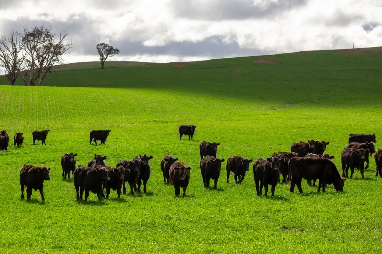 A herd of black cattle grazes on a vibrant green field under a cloudy sky, with rolling hills and a few trees in the background.
