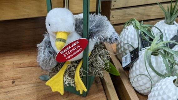 A plush seagull toy with a red "Trader Joe's Stephen Crew Member" name tag, sitting in a nest decoration on a wooden shelf next to white textured pineapple ornaments.