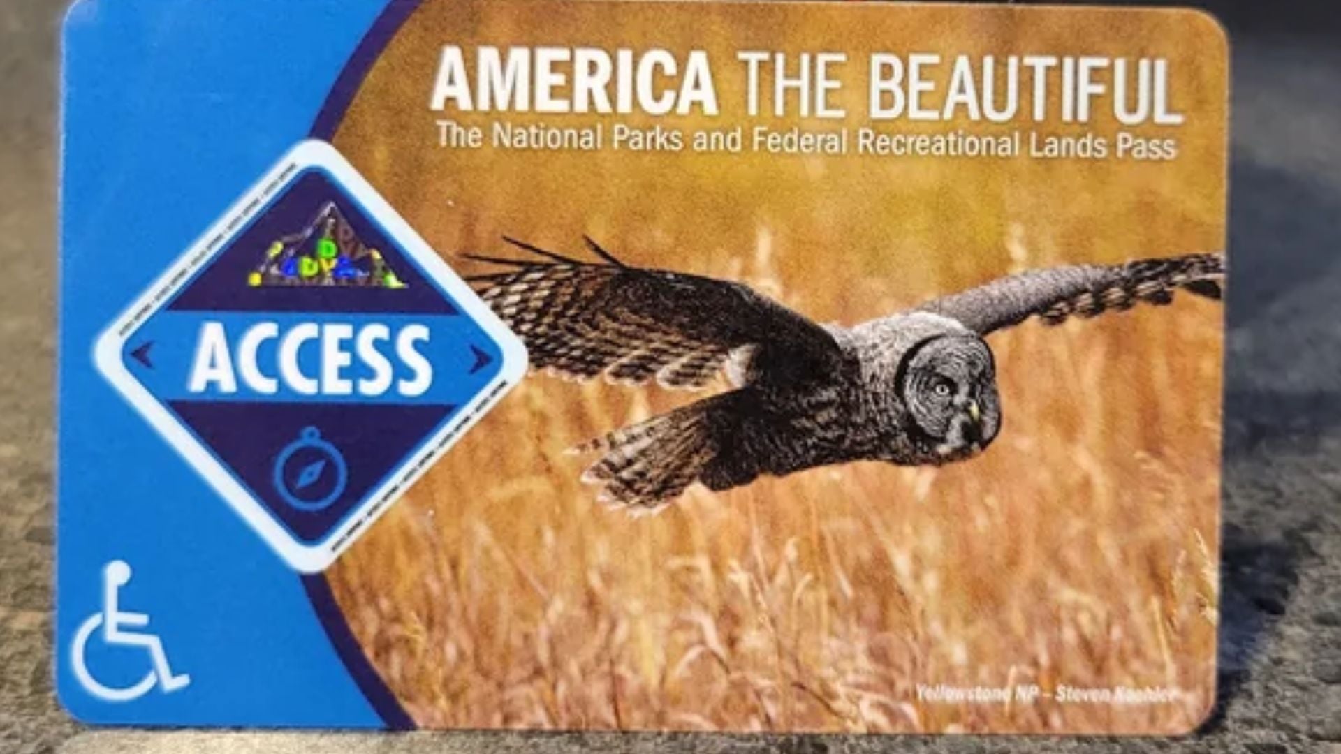 An "America the Beautiful" national parks access pass featuring a flying owl over a grassy field, with a blue wheelchair accessibility symbol on the left side.