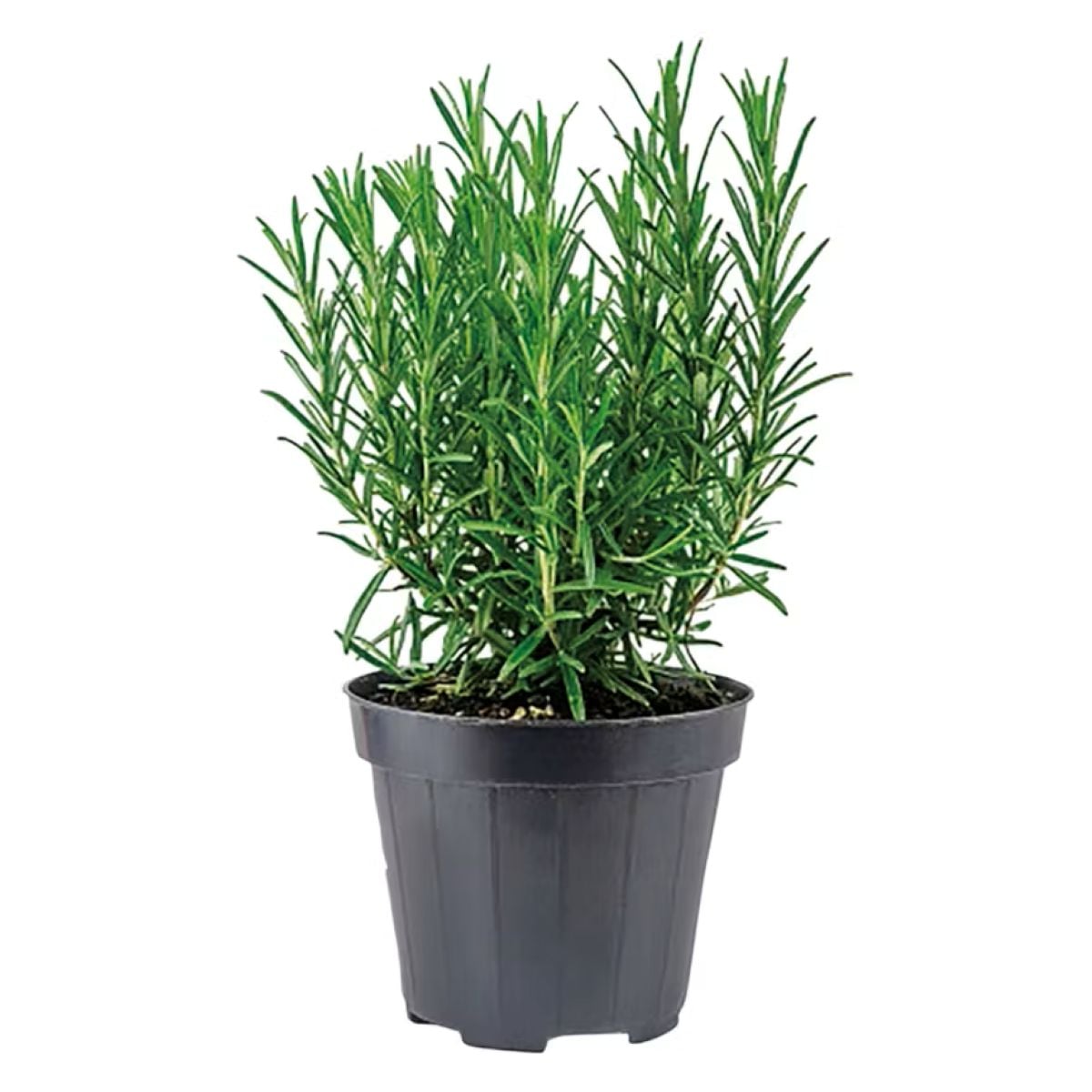 A small rosemary plant with thin, needle-like green leaves growing in a black plastic pot, isolated on a white background.