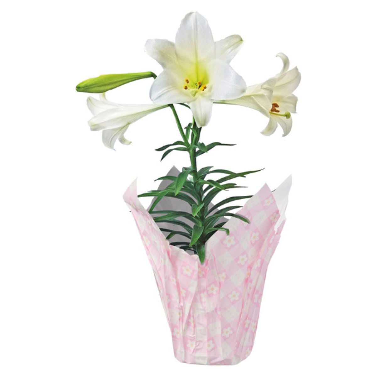 A white lily plant with green leaves blooms in a pot wrapped in pink and white decorative paper.