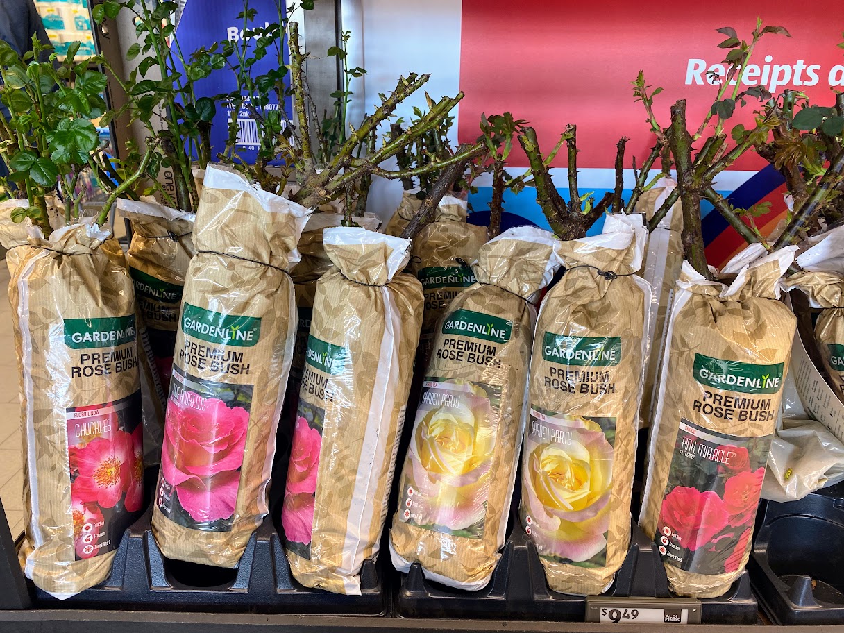 Several packaged rose bushes with colorful labels showing pink, yellow, and red roses are displayed upright on a store shelf. The packaging is labeled “Premium Rose Bush” by Gardenline.