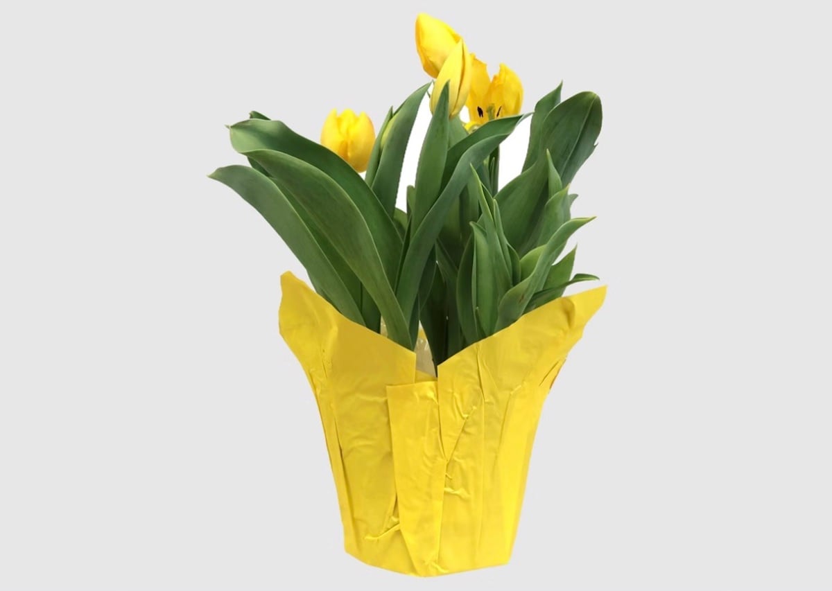 A potted plant with yellow tulip flowers and green leaves, wrapped in crinkled yellow paper on a plain light gray background—perfect for thoughtful Mother's Day gifts.