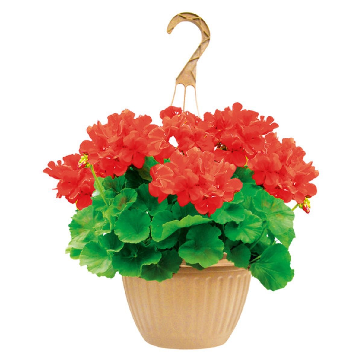 A beige hanging pot filled with vibrant red geranium flowers and lush green leaves, featuring a decorative hook for hanging.