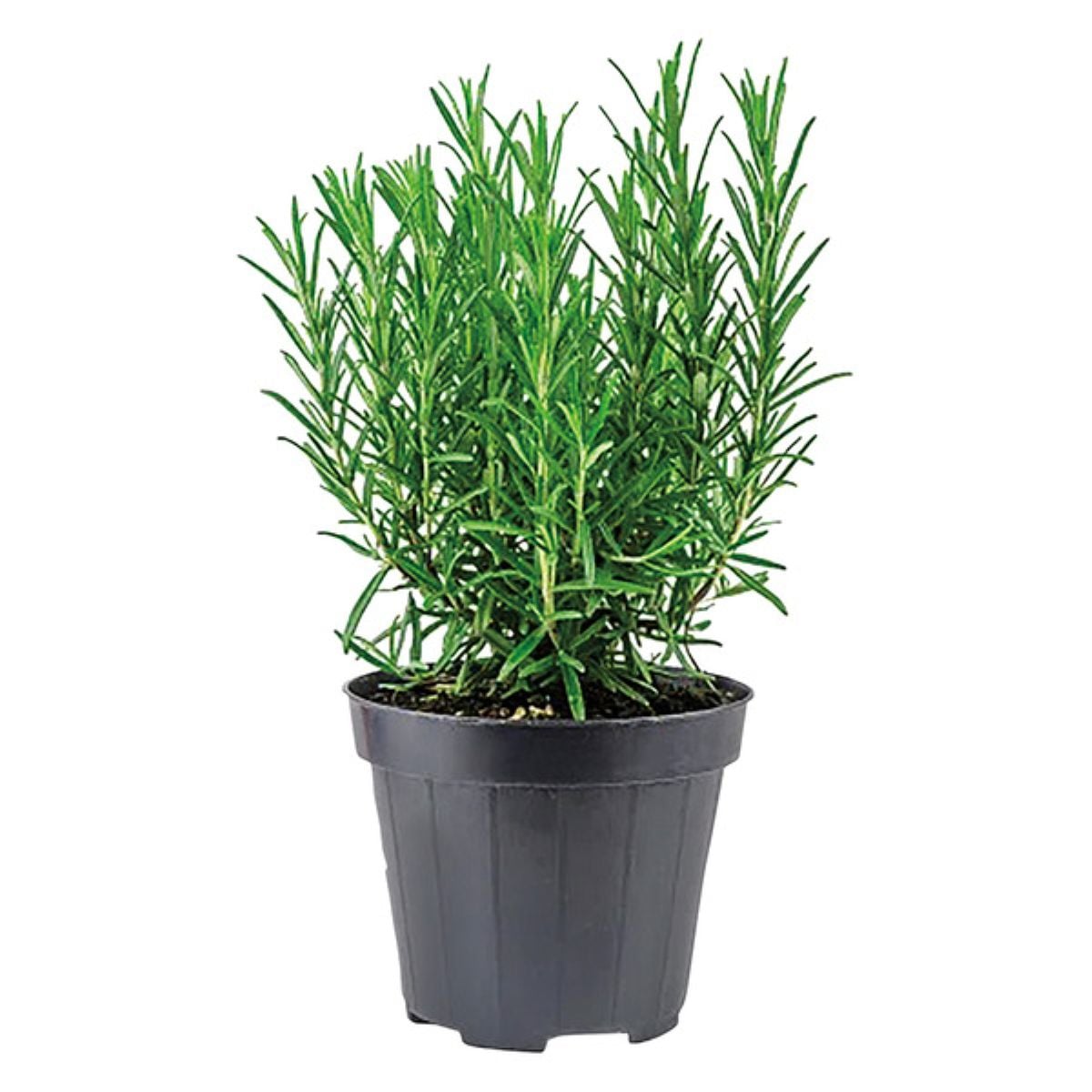 A potted rosemary plant with long, slender green leaves growing upright in a small black plastic container, set against a white background.