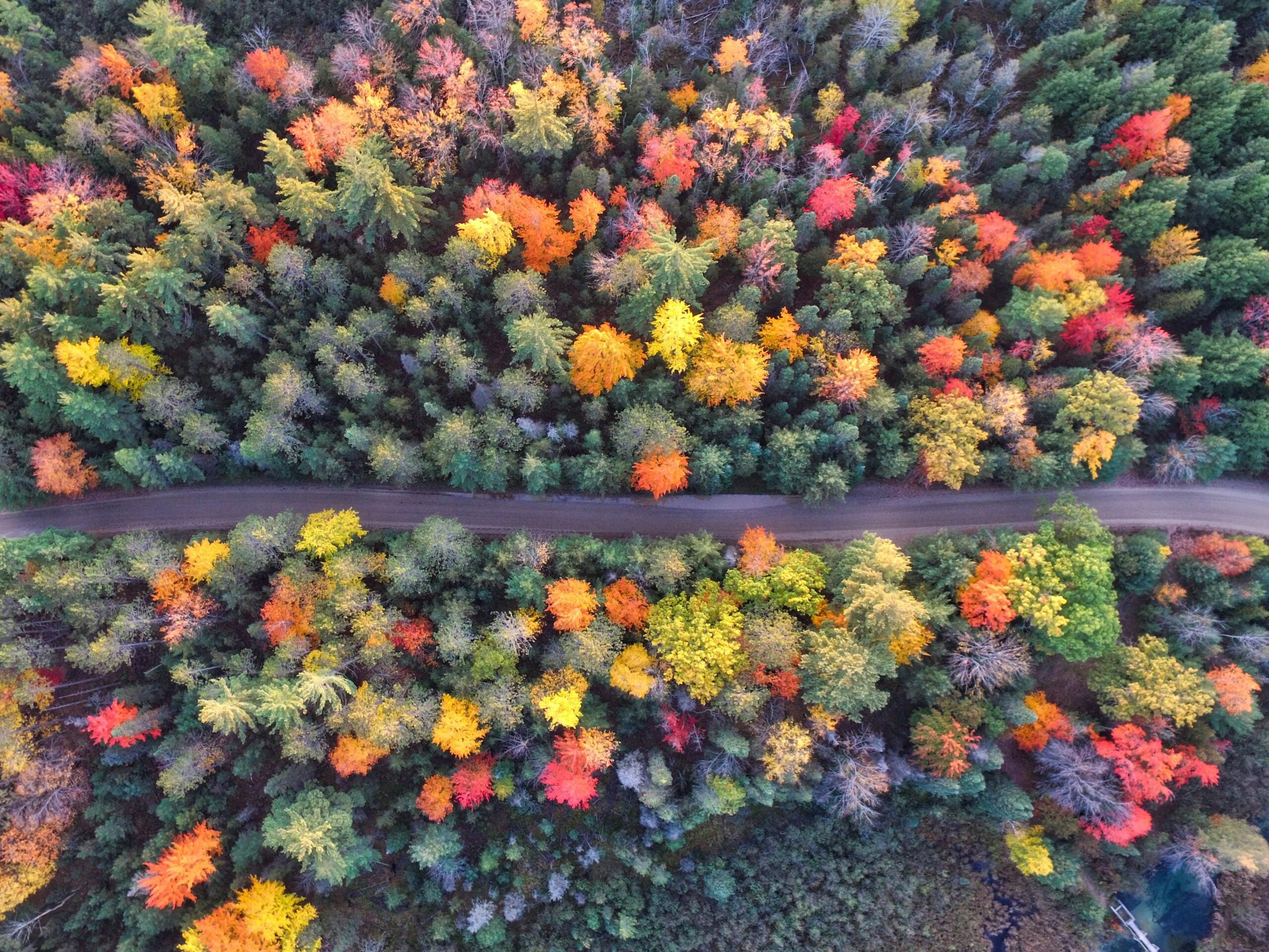 Aerial view of a winding road cutting through a dense forest with vibrant autumn foliage in shades of red, orange, yellow, and green.