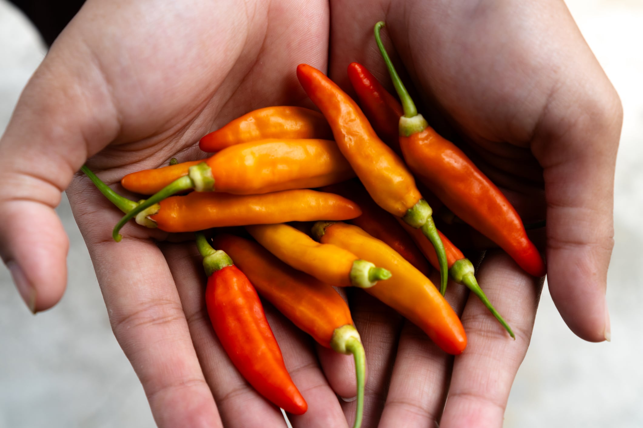 A pair of hands gently holding a bunch of small, orange and red chili peppers with green stems—perfect ingredients for a popular hot sauce.