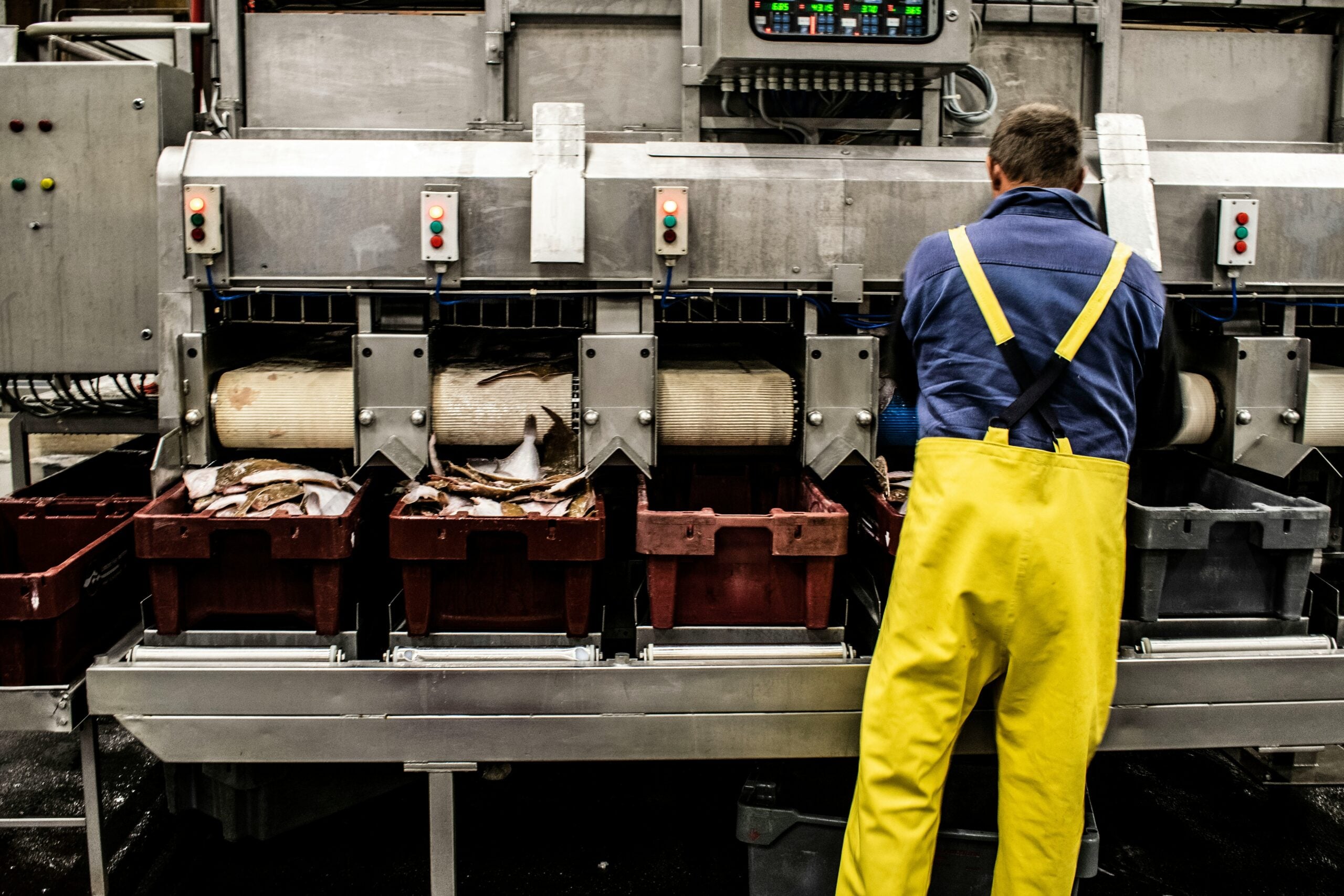 A worker in yellow waterproof overalls operates a fish processing machine, sorting fish into red bins in a factory setting. The worker’s back is turned to the camera.