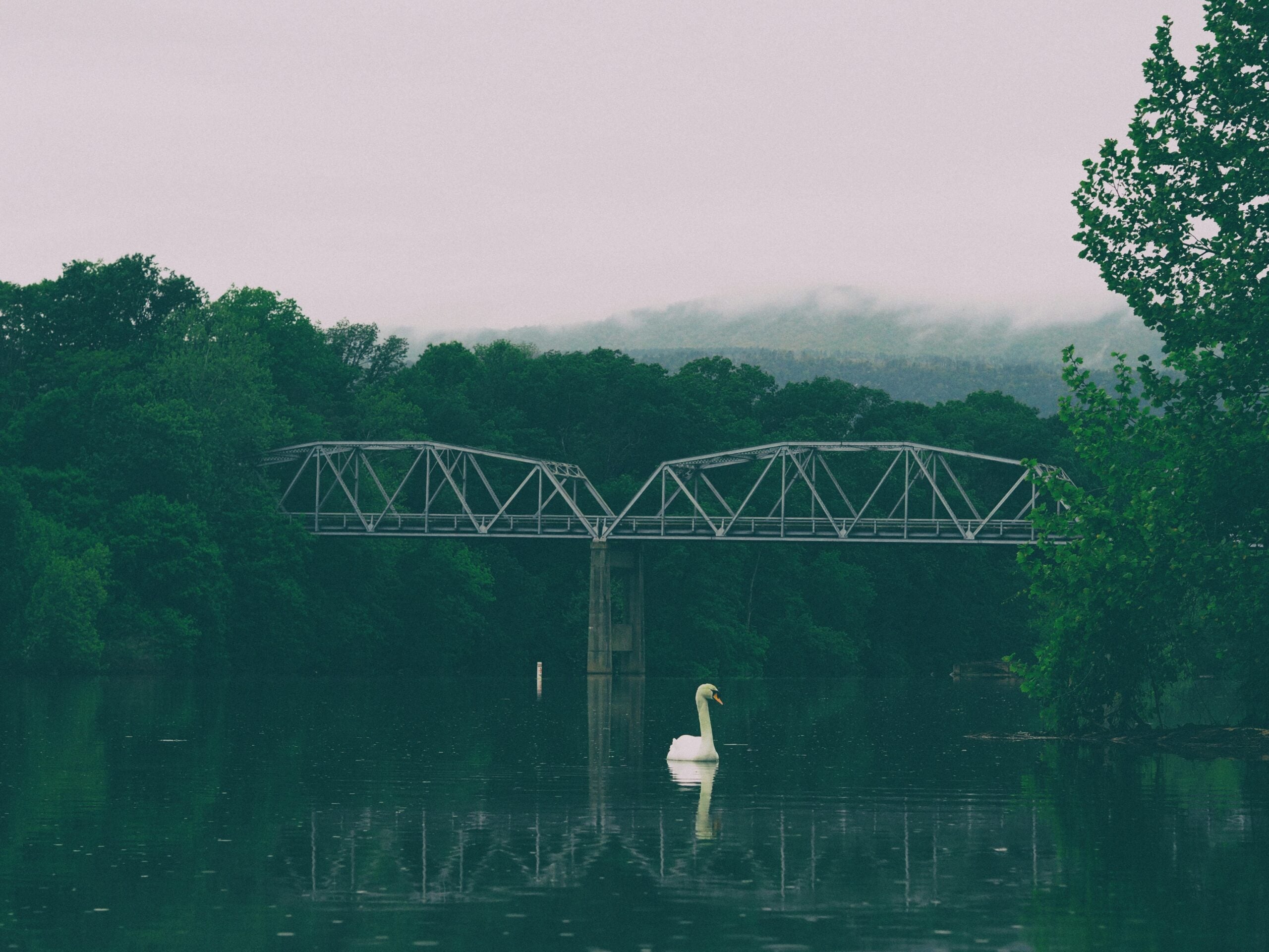 A white swan floats on a calm river surrounded by lush green trees, with a steel truss bridge and misty hills in the background under an overcast sky.